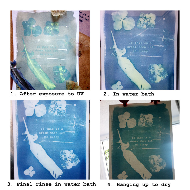 cyanotypes may20173.jpg