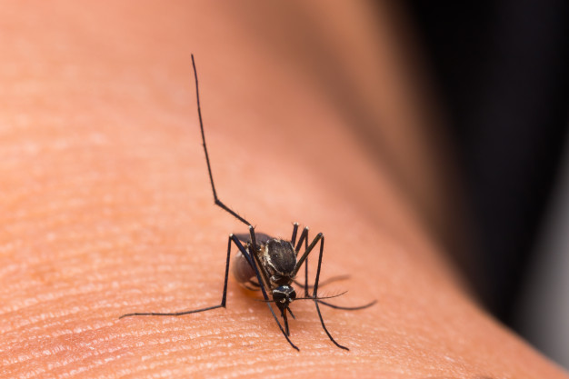 mosquito-eating-blood_5219-6582.jpg