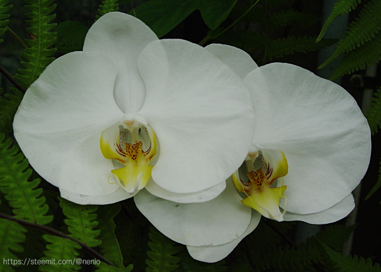 orchids04.jpg