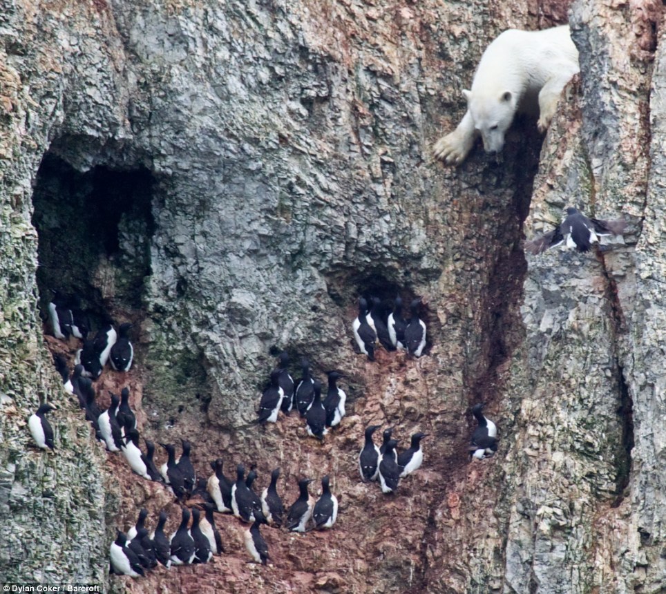 polar-birdhunting.jpg