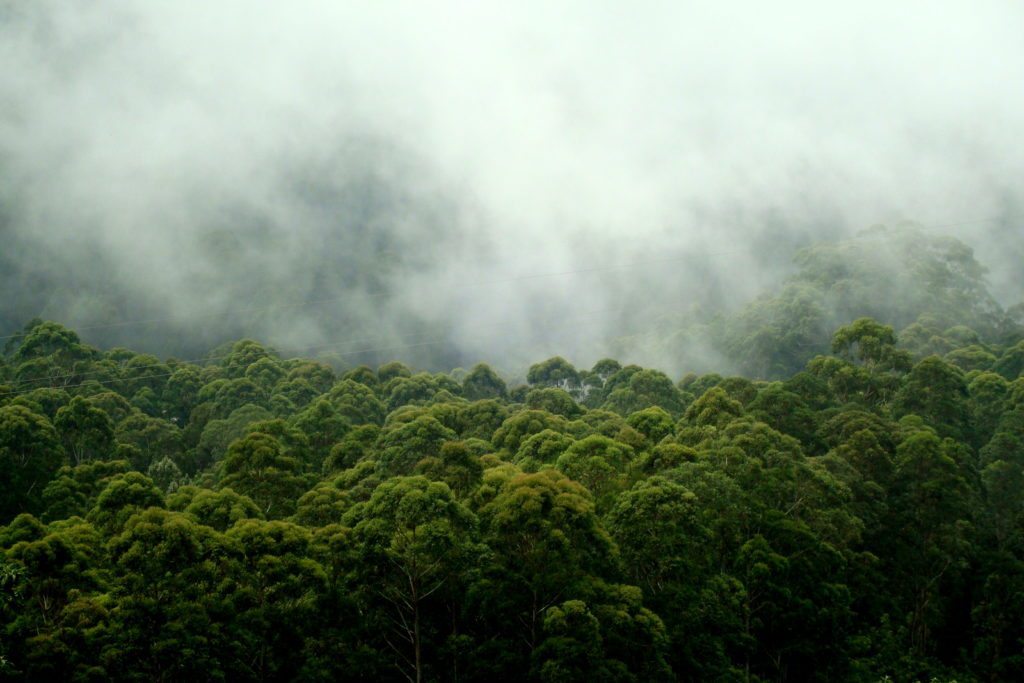 kodai-mist-2-1024x683.jpg