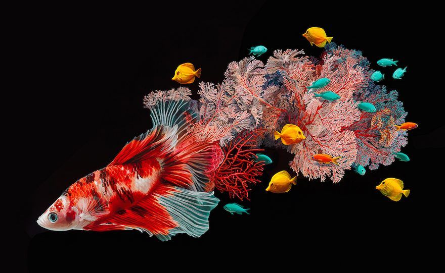surreal-fish-art-lisa-ericson-2-585900fb2d863__880.jpg