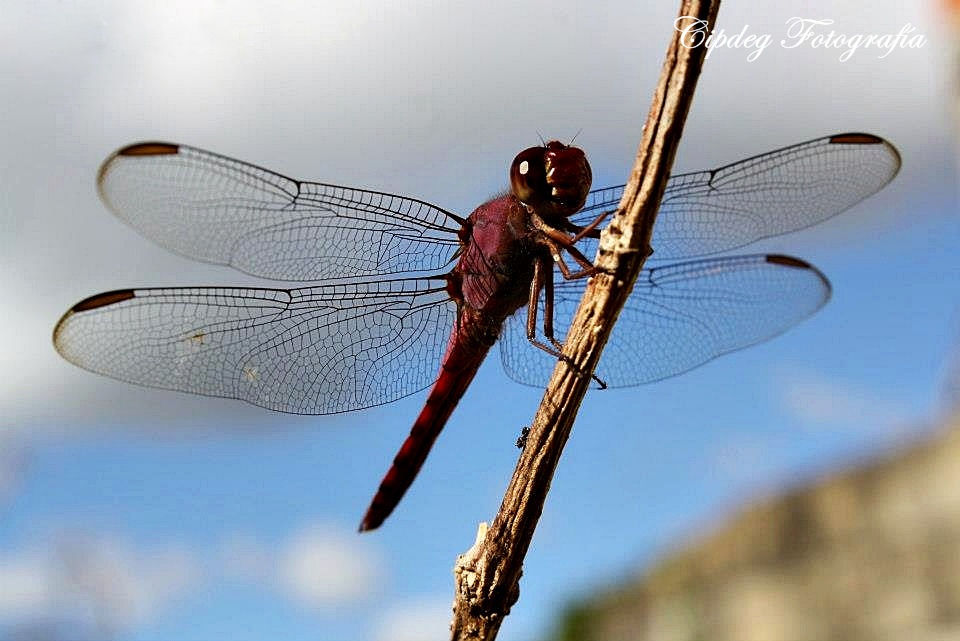 dragonfly_3.jpg