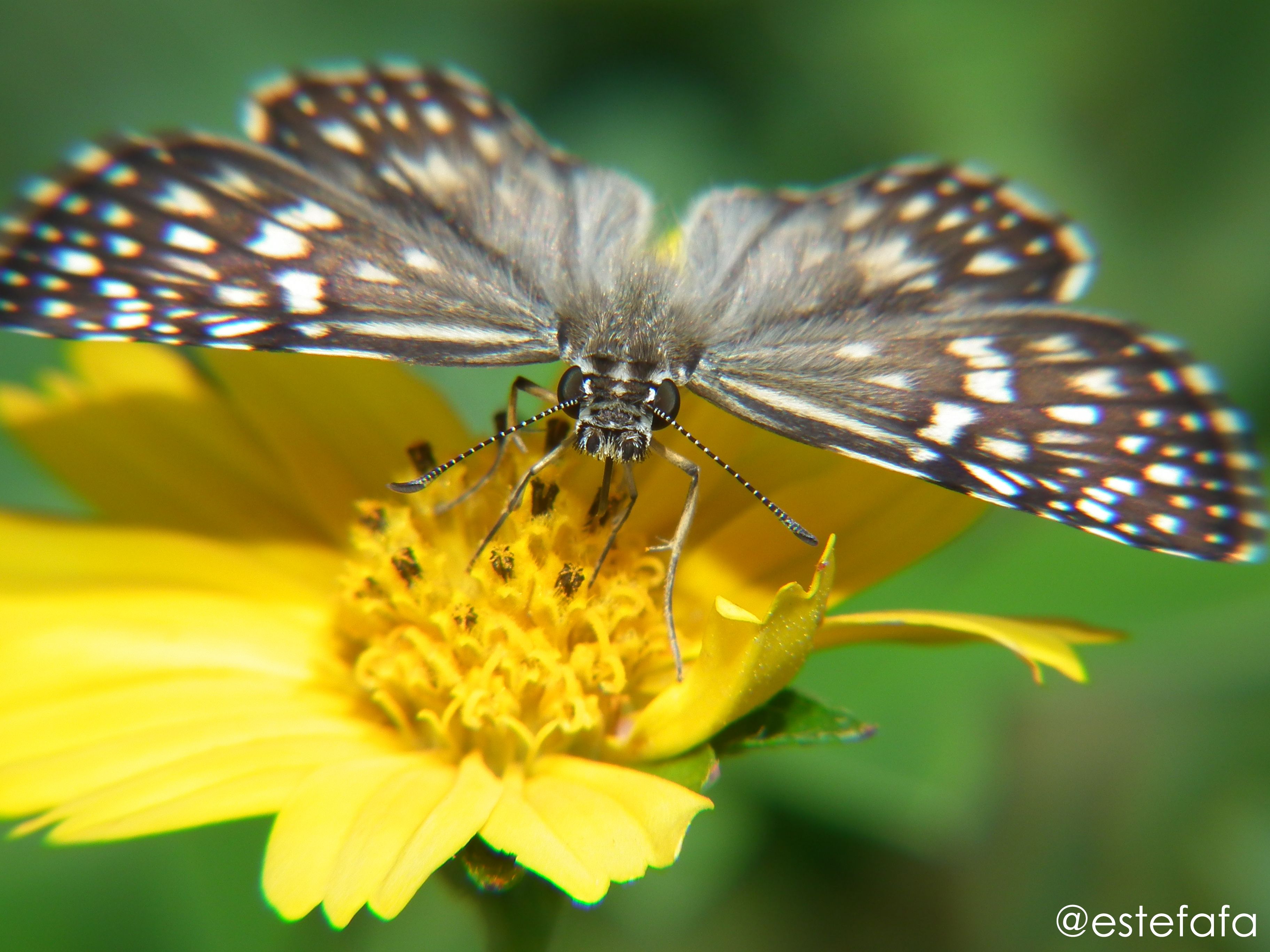 antes edicion de macro mariposa.jpg