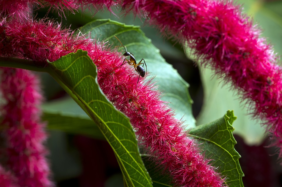 african-flower-2098726_960_720.jpg