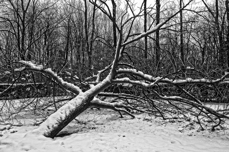 fallen tree.jpg