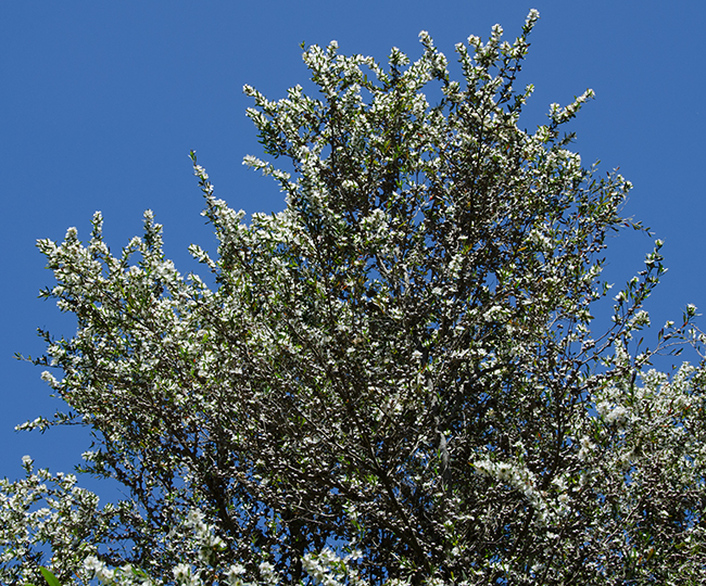 leptospermum-petersonii-tree-white-swan.jpg