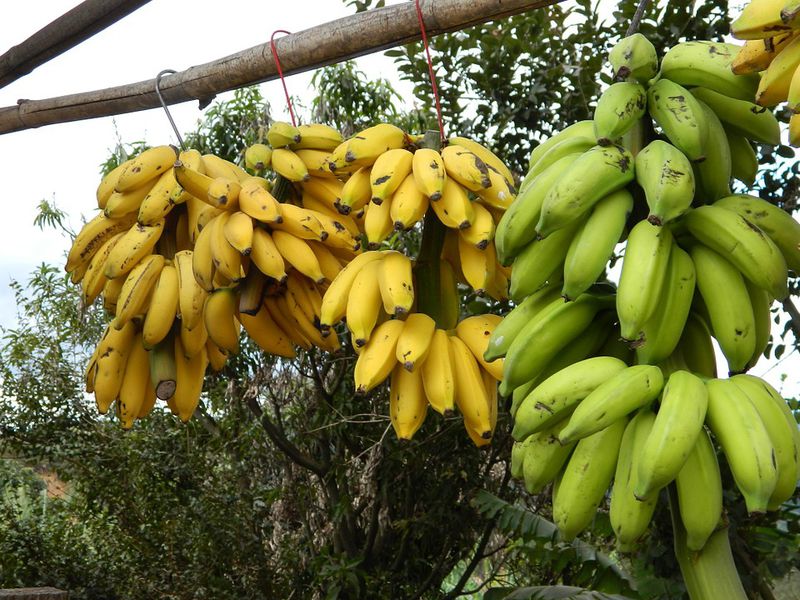 bunch-of-bananas-101594_960_720 (1).jpg