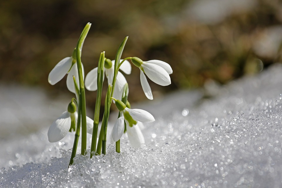 Spring-Flower-Snowdrop-1166564.jpg