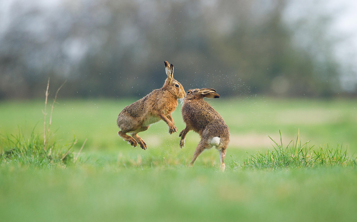 british-wildlife-photography-awards.jpg