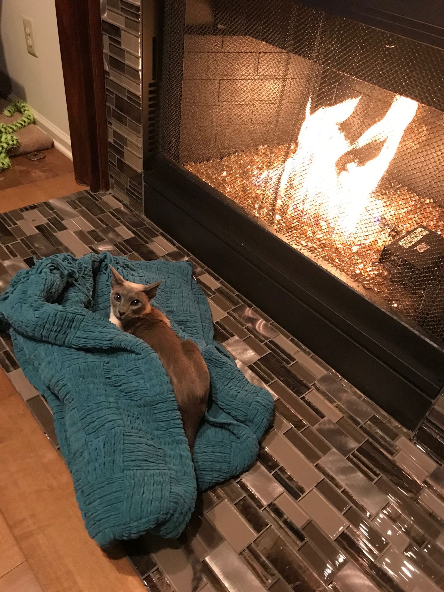 Cat at Fireplace.jpg