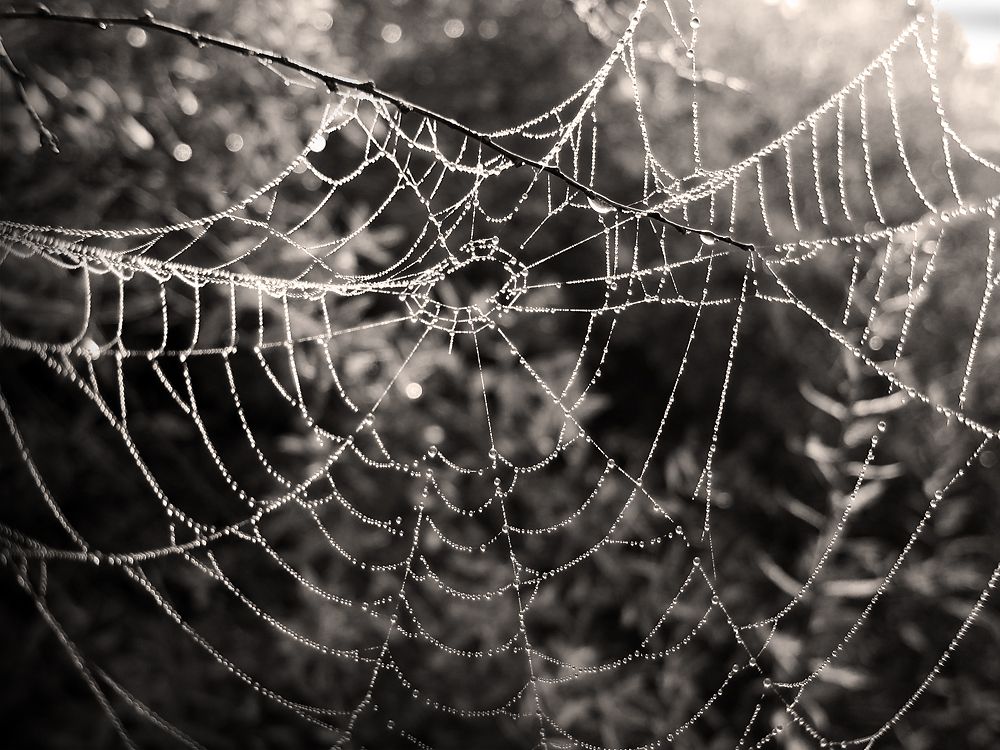 Web of life.jpg