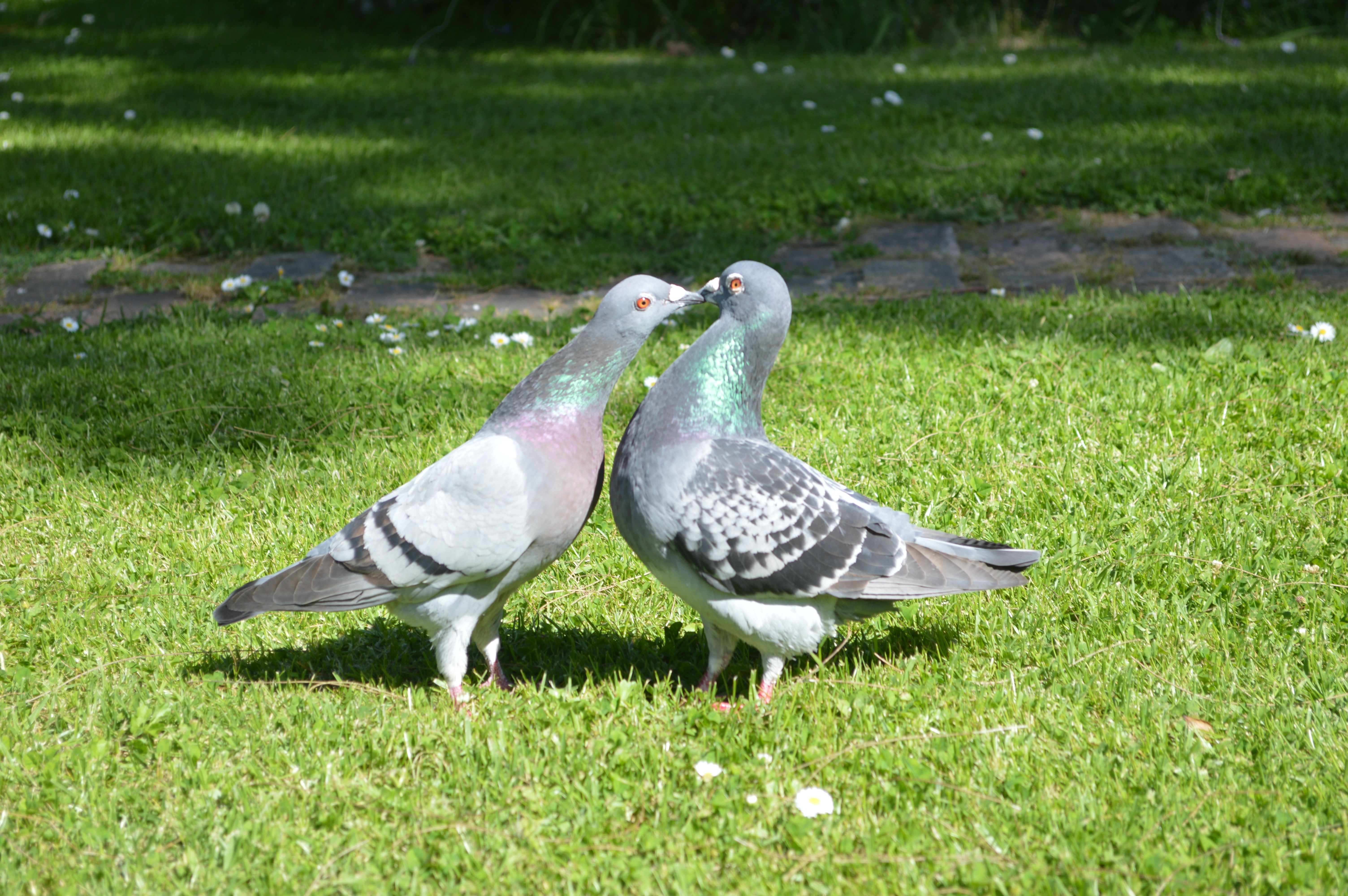 Smooching Pigeons