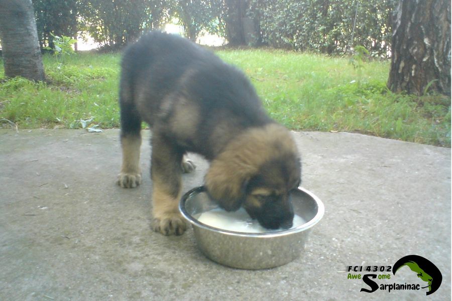 beautiful-puppy-1.jpg