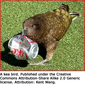 funny-facts-kea-bird-with-coke-can.jpg