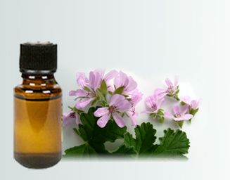 Rose Geranium essential Oil.jpg