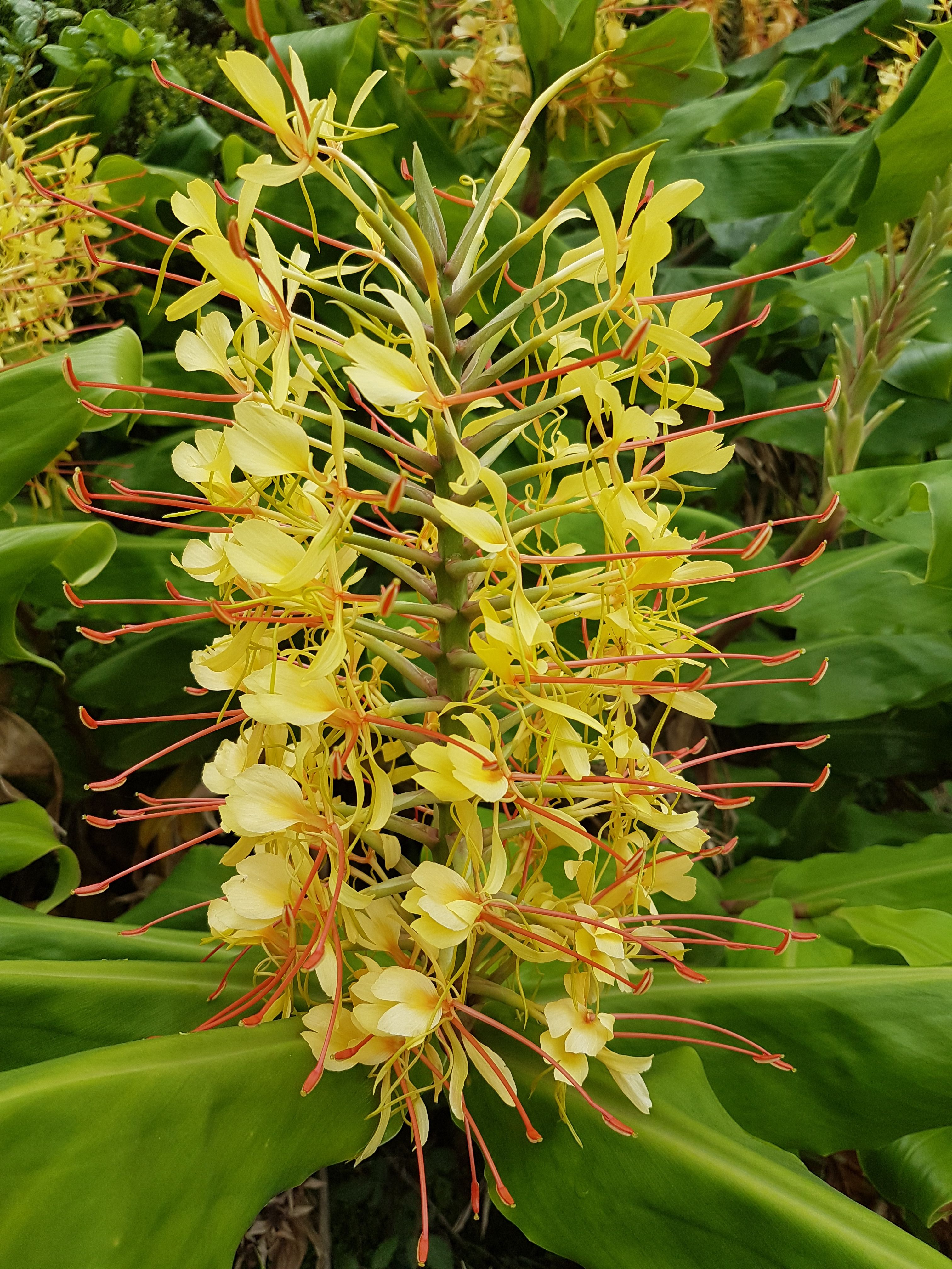 Color Challenge Wednesday Yellow Flower Of Azores Ginger Lily Steemit