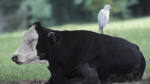 cattle-egret-on-cow-verne-lehmberg-620.jpg