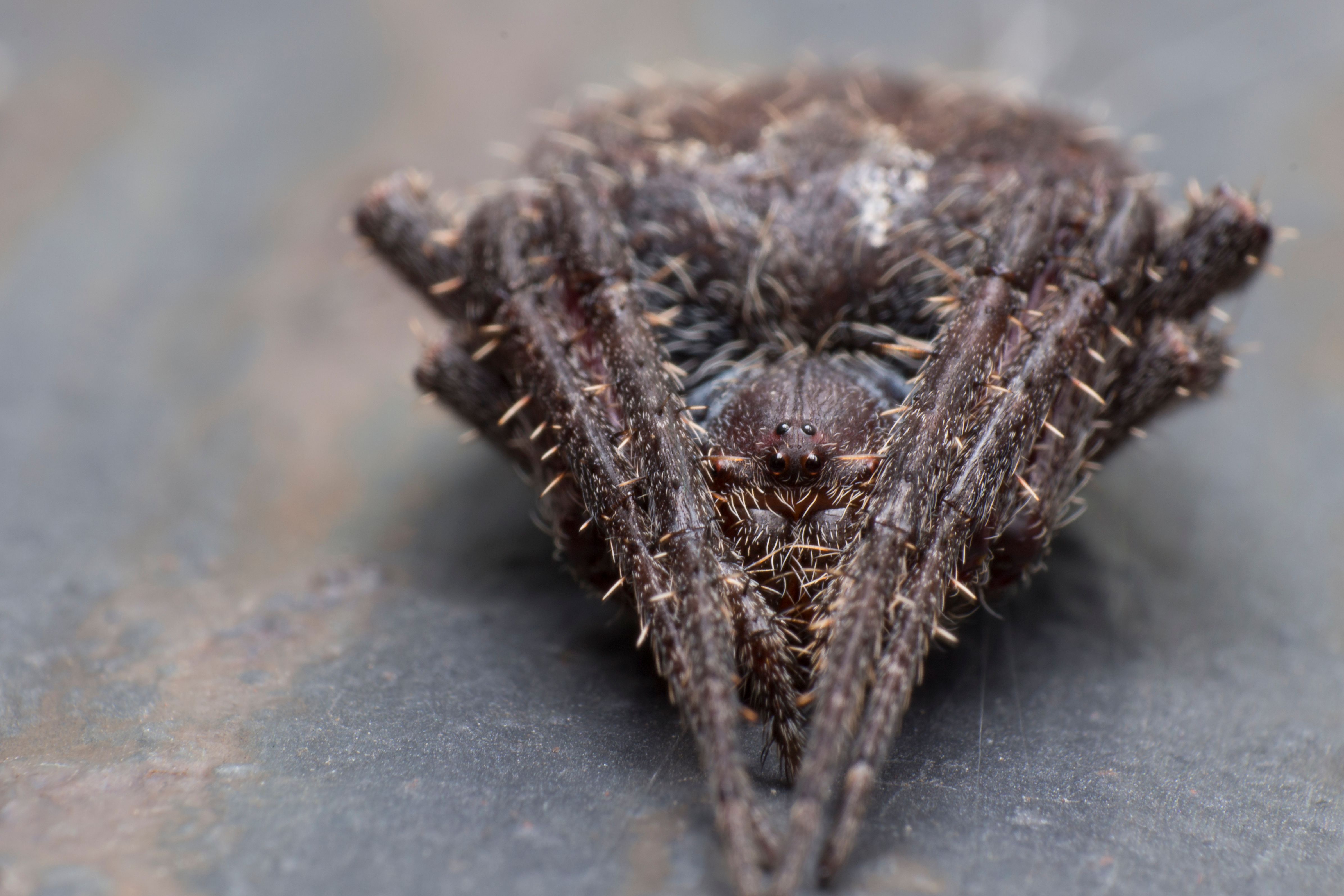 Indian Garden Spider.jpg