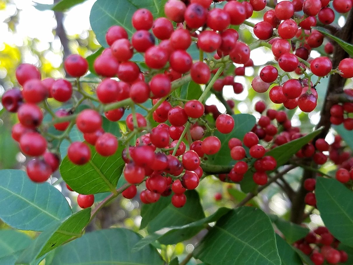 20180119_142903.jpg