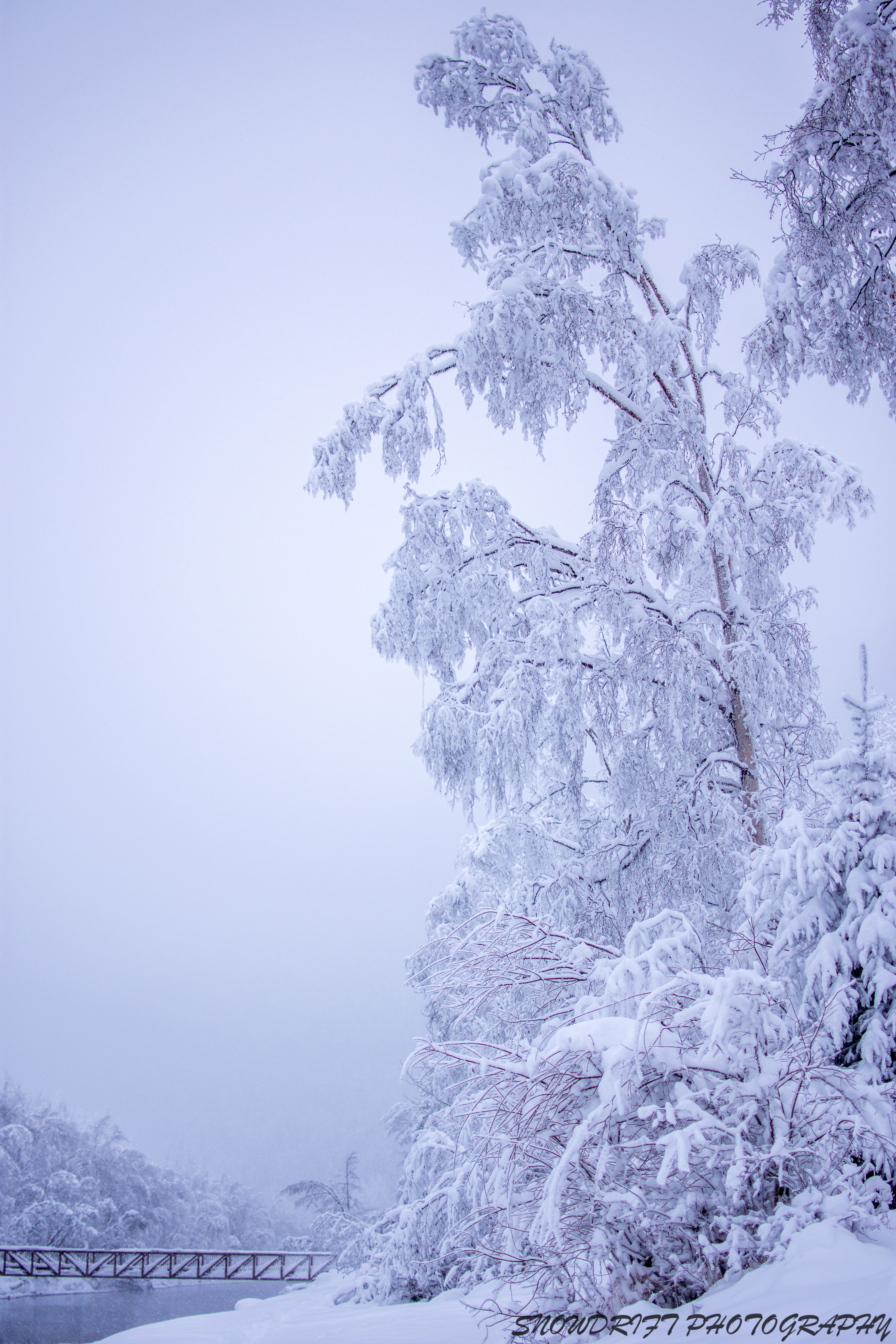 Snow Tree.jpg