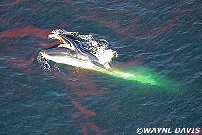 ballena-come-plancton.jpg