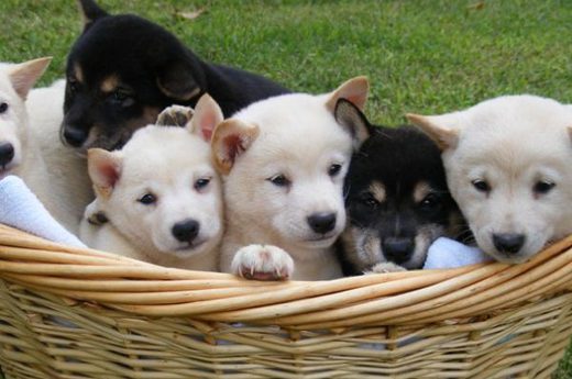 10 cute puppies