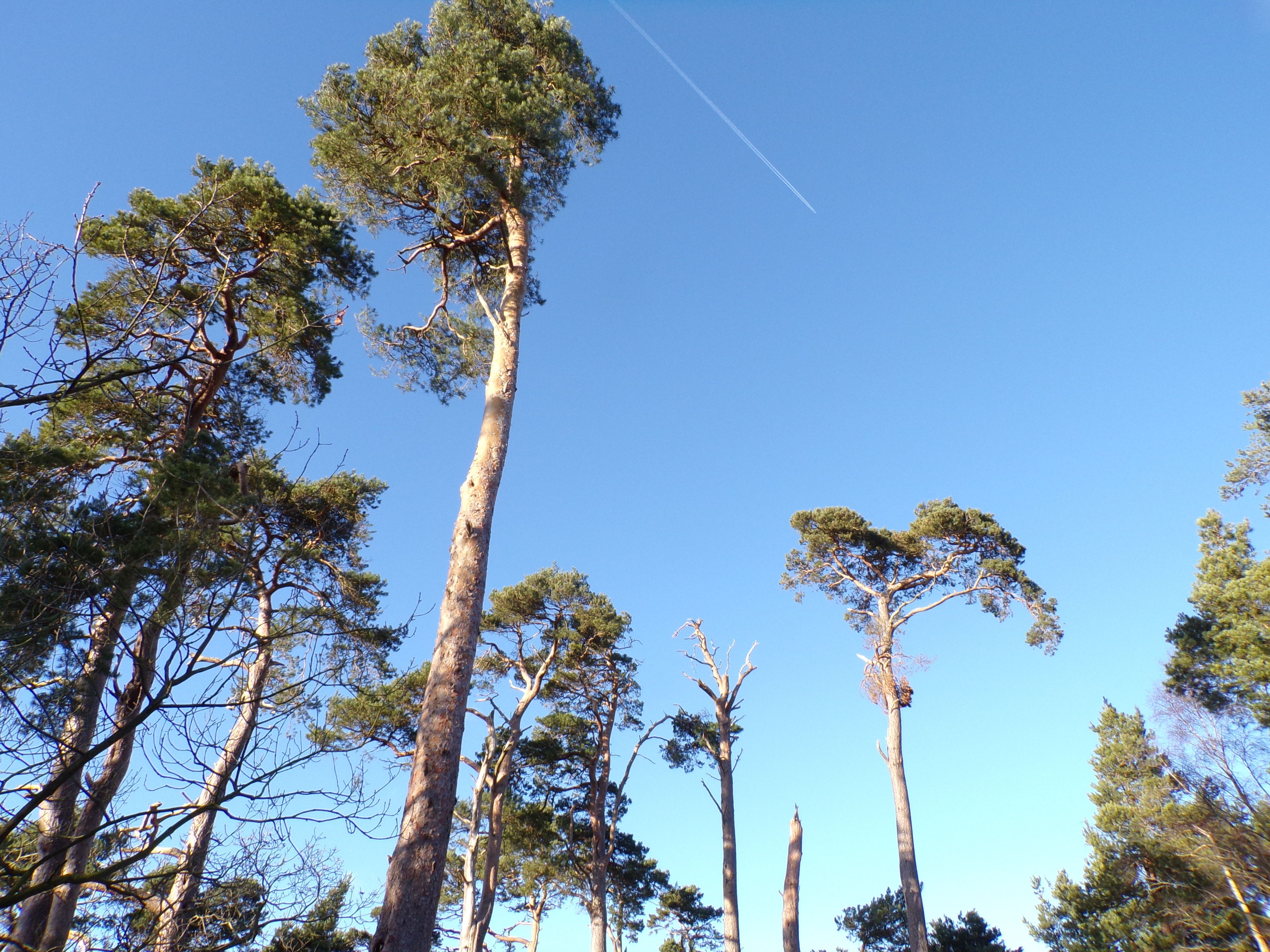 woods.JPG