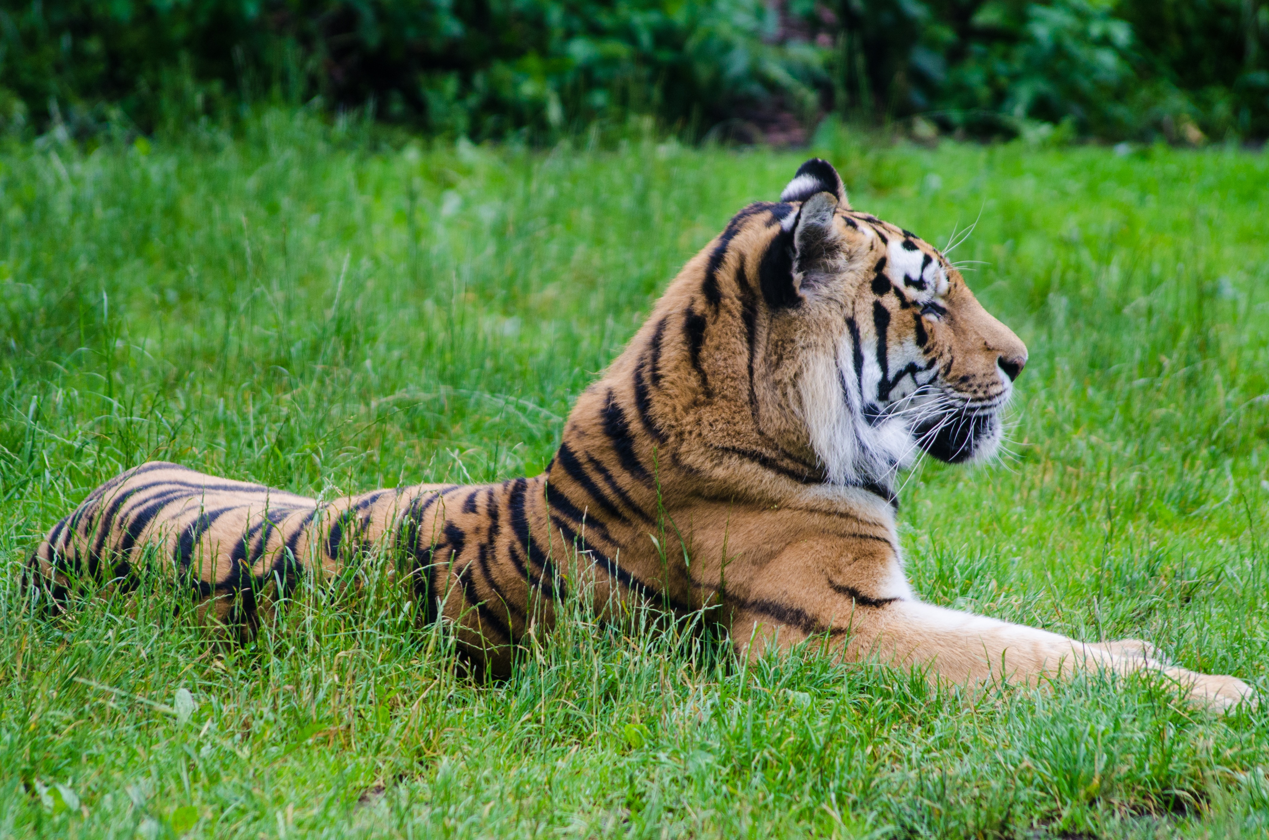 tiger-2463148.jpg