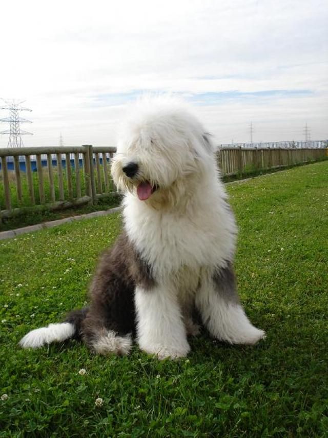 Cachorros bobtail, antiguo pastor ingles, pastor ovejero