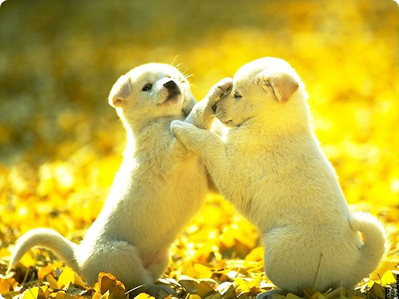 cute-puppy-dogs-puppies-pictures-92.jpg