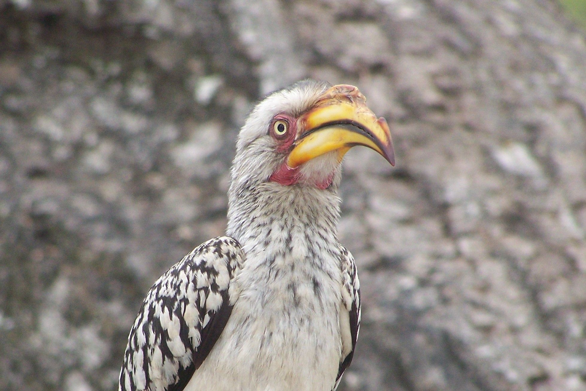 KNP Satara-Lower Sabi 2009 024.JPG
