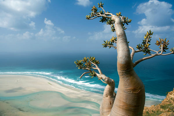 Socotra-Island-in-Yemen-10.jpg
