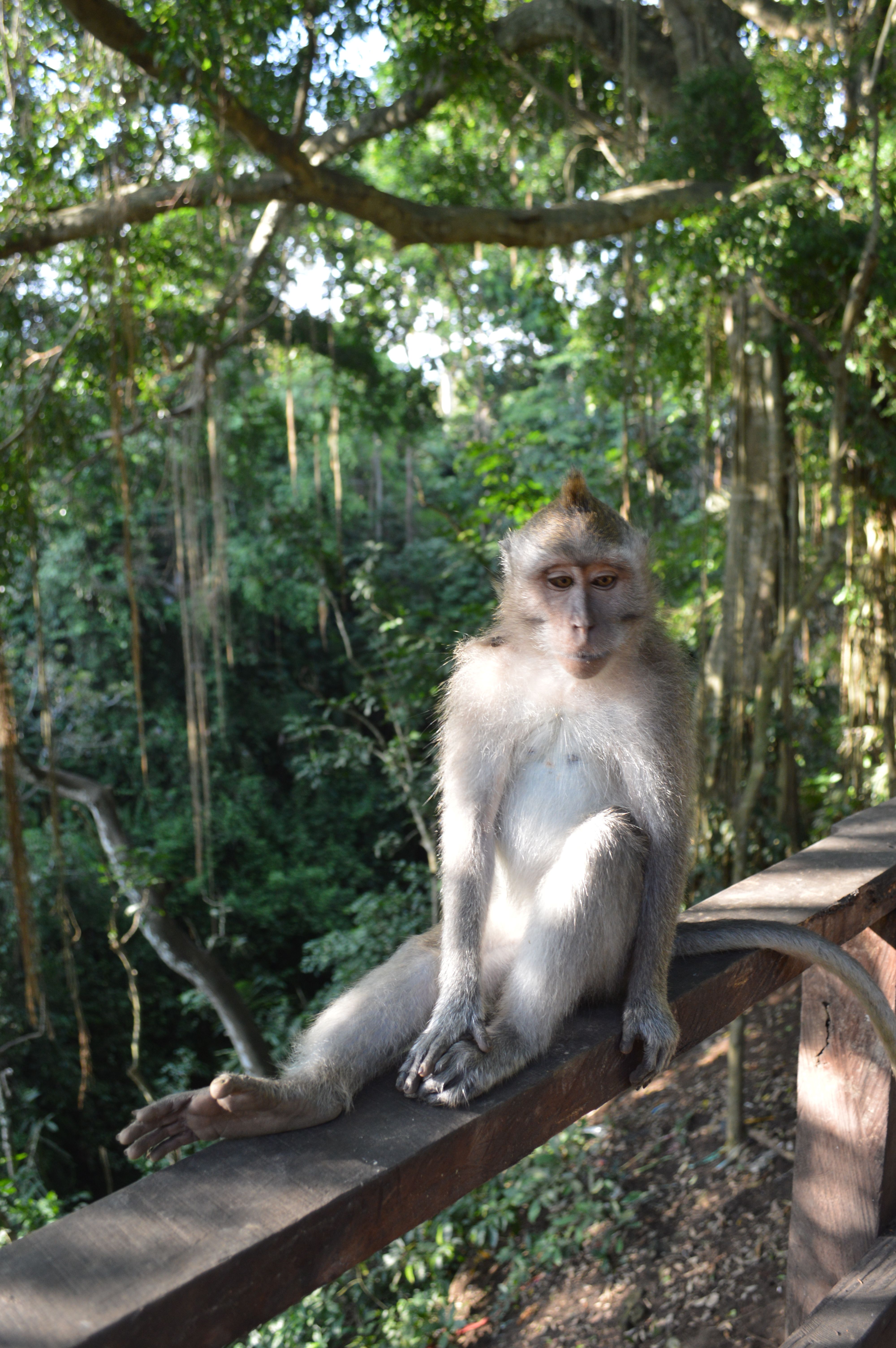 Pondering Monkey