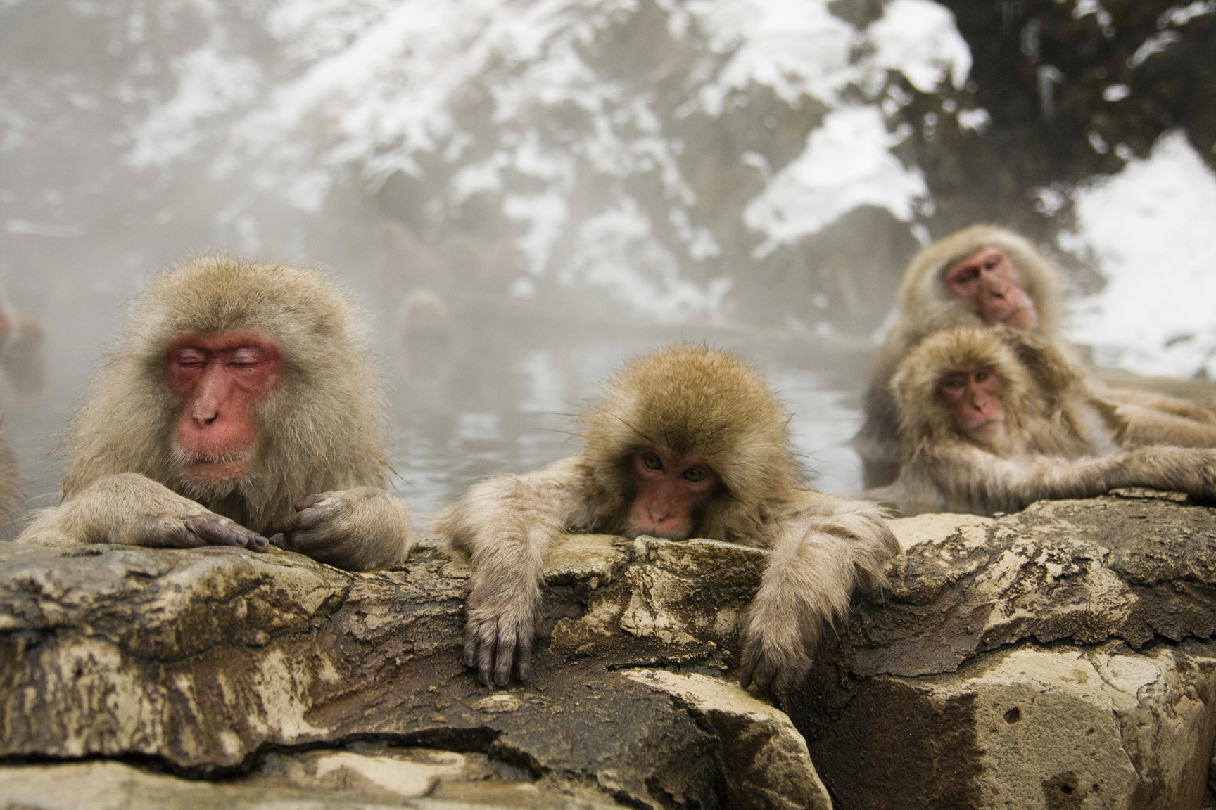 onsen_monkeys_full.jpg