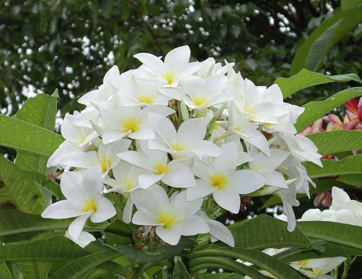 best capture of the day sampaguita flower steemit best capture of the day sampaguita