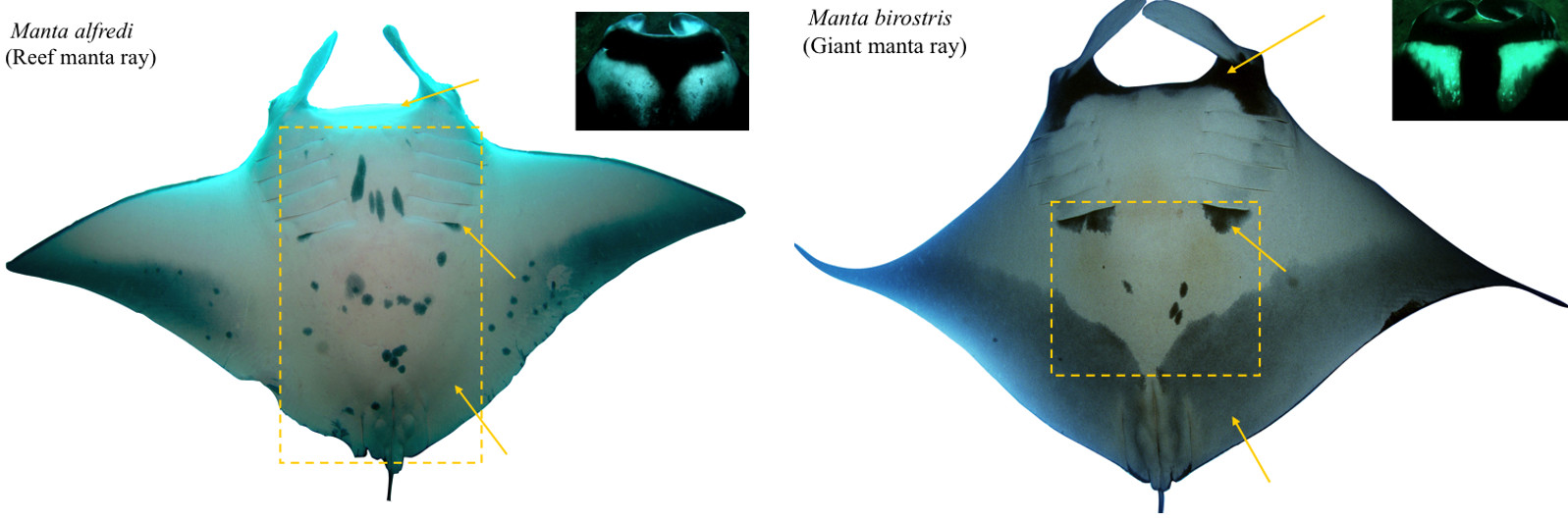 differences-raie-manta.jpg