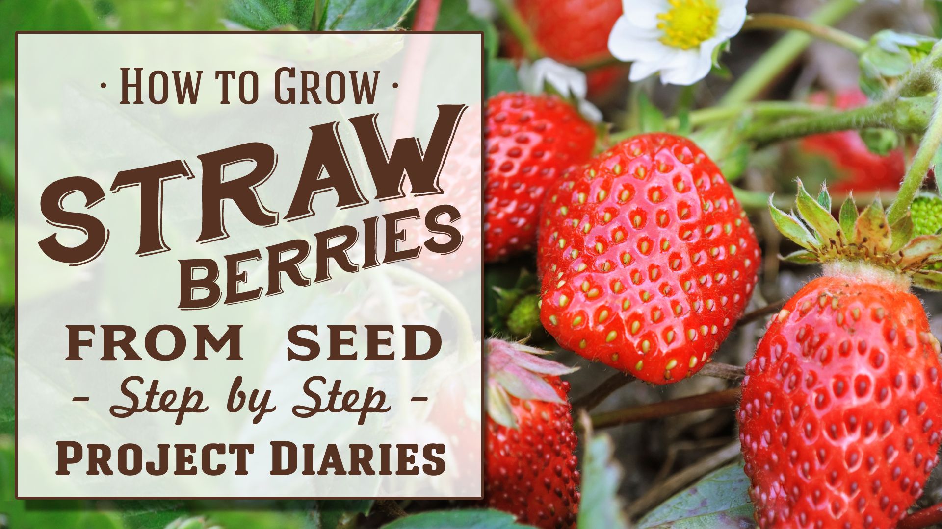 Strawberries from seed.jpg