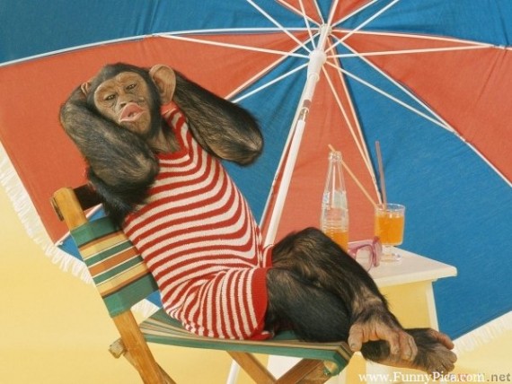 Funny-Monkeys-Funny-Monkey-Picture-147-FunnyPica.com_-570x428.jpg