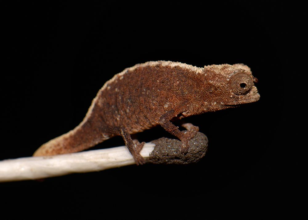 Brookesia-micra-1.jpg