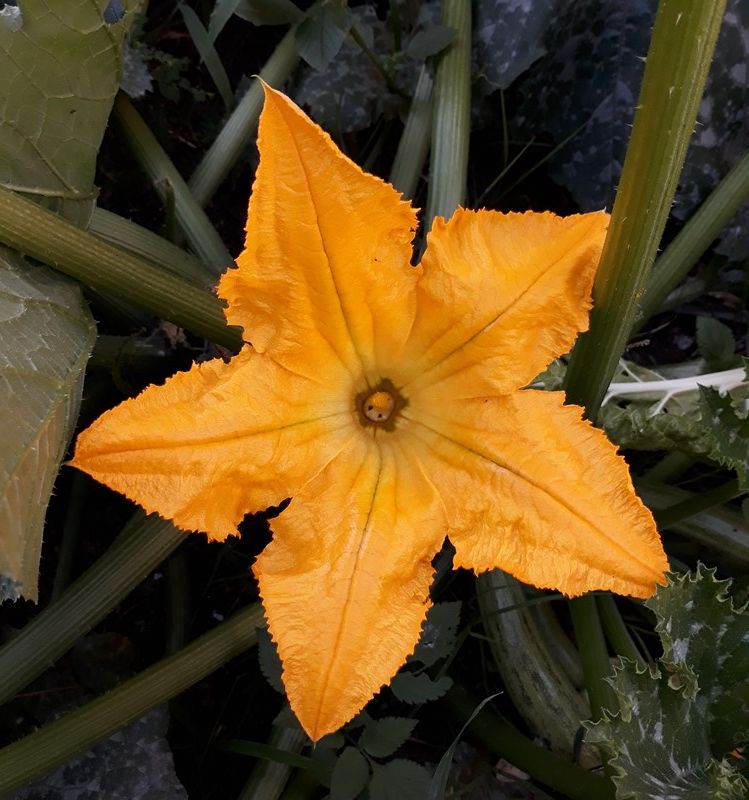 zucchini male flower.jpg