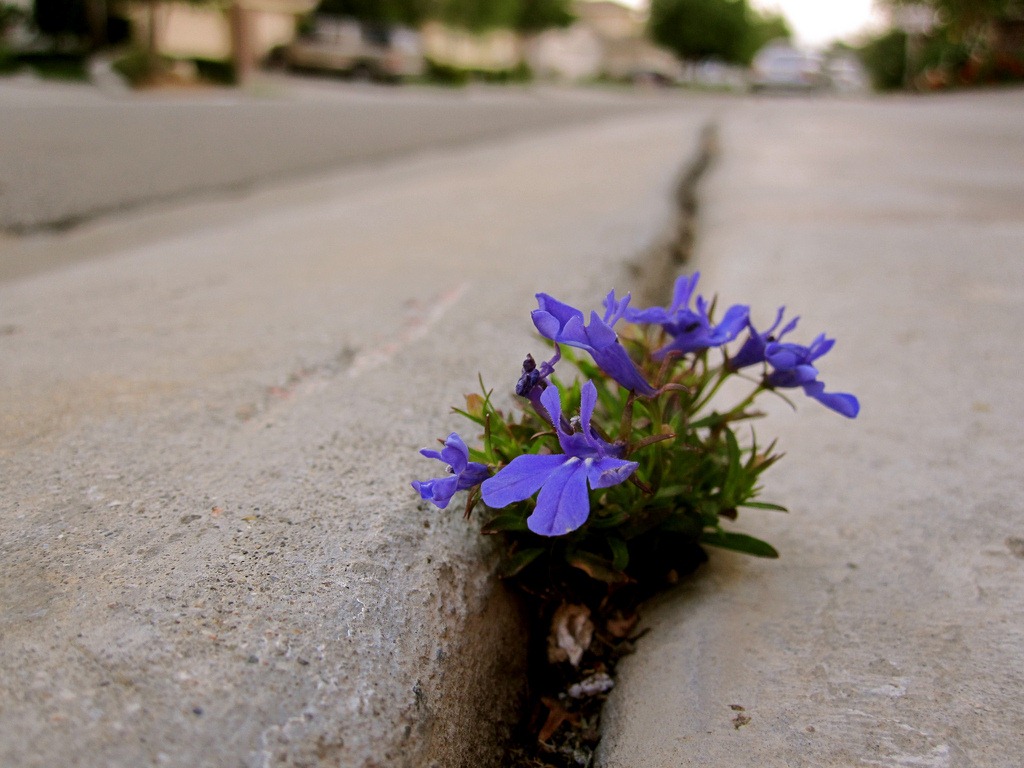 flowers-sidewalk-crack.jpeg