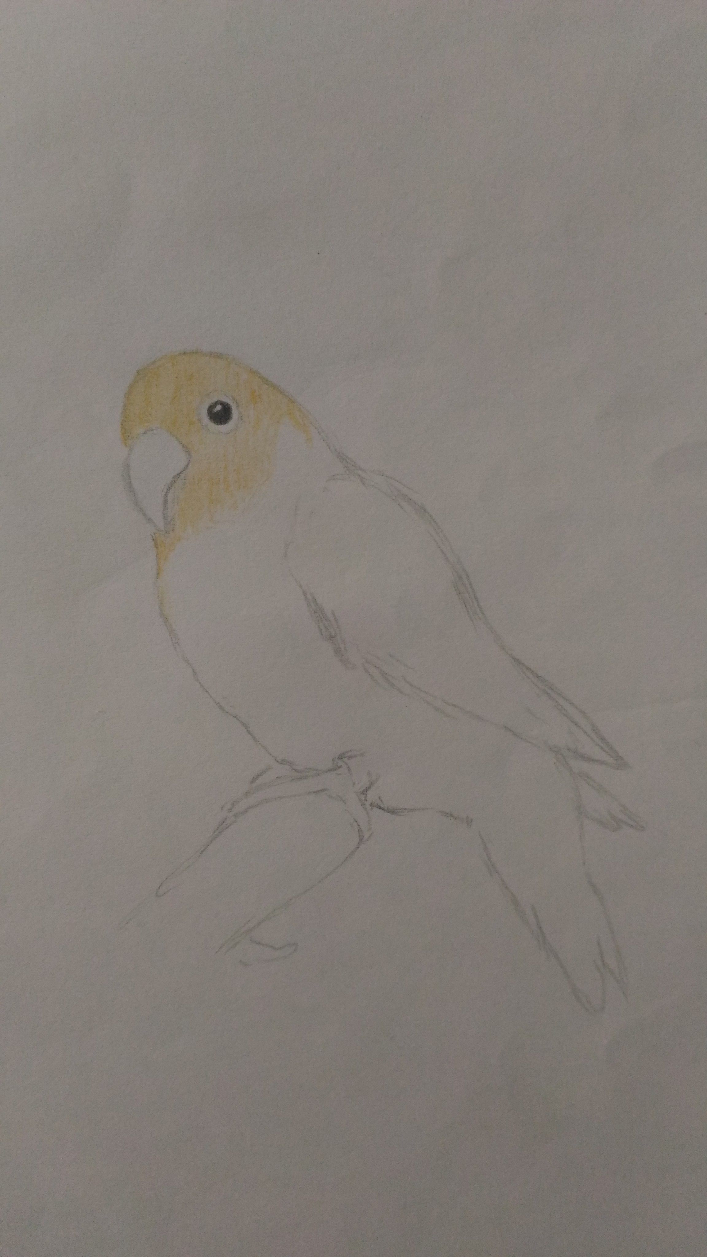 Drawing- Parrot #20106 Pencil drawing by Hongtao Huang | Artfinder