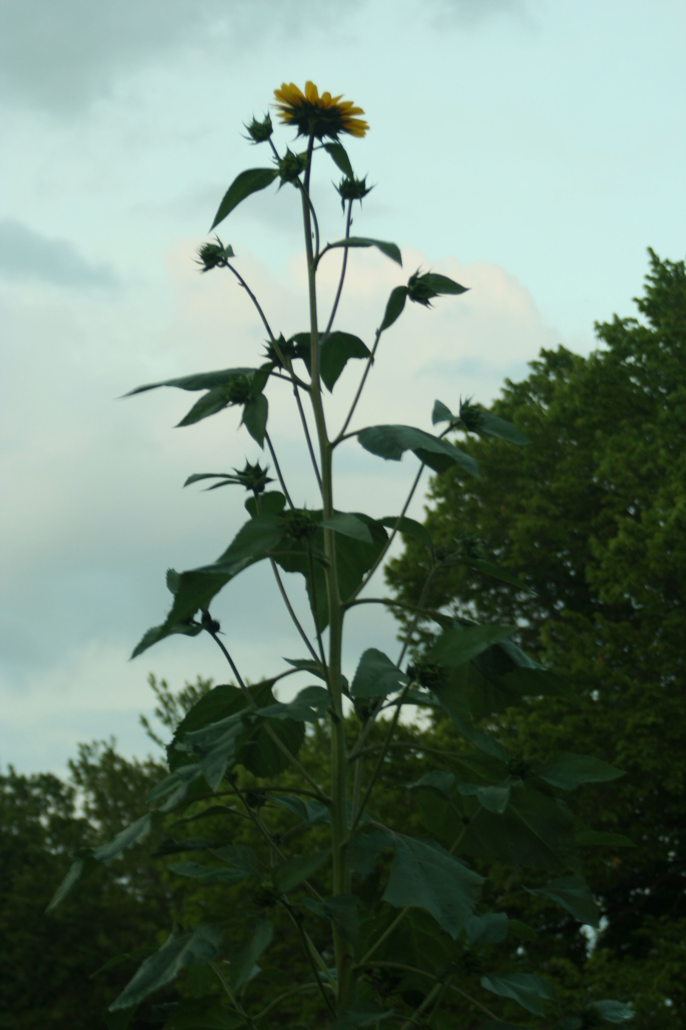 ? Mi Planta Gigante de Girasol ? [Original Content] — Steemit