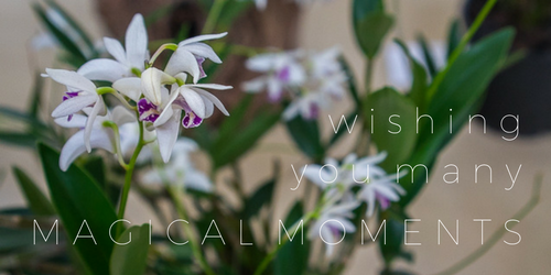 MAGICAL moments orchids.png