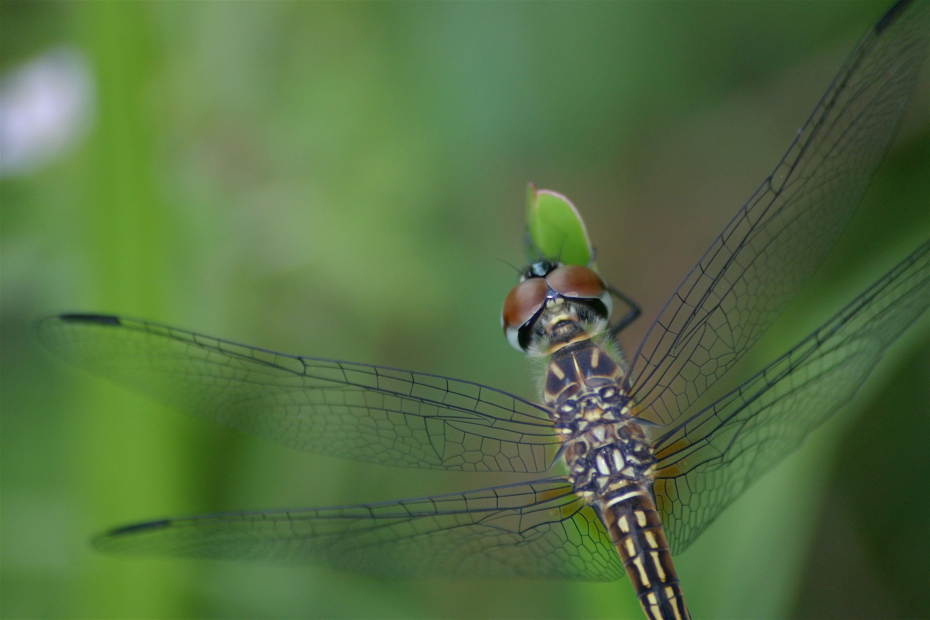 dragonfly close best.jpg
