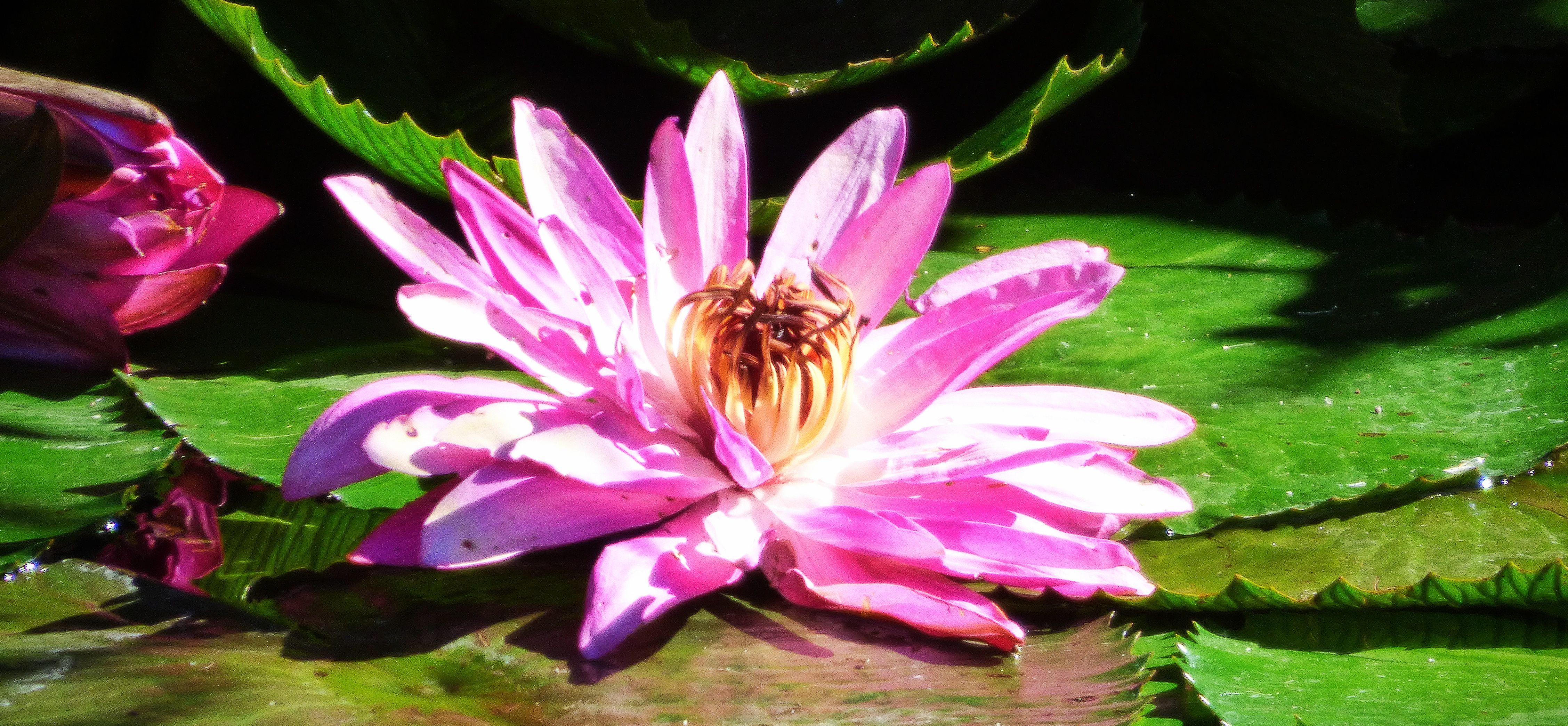 Pink waterlily landscape.jpg