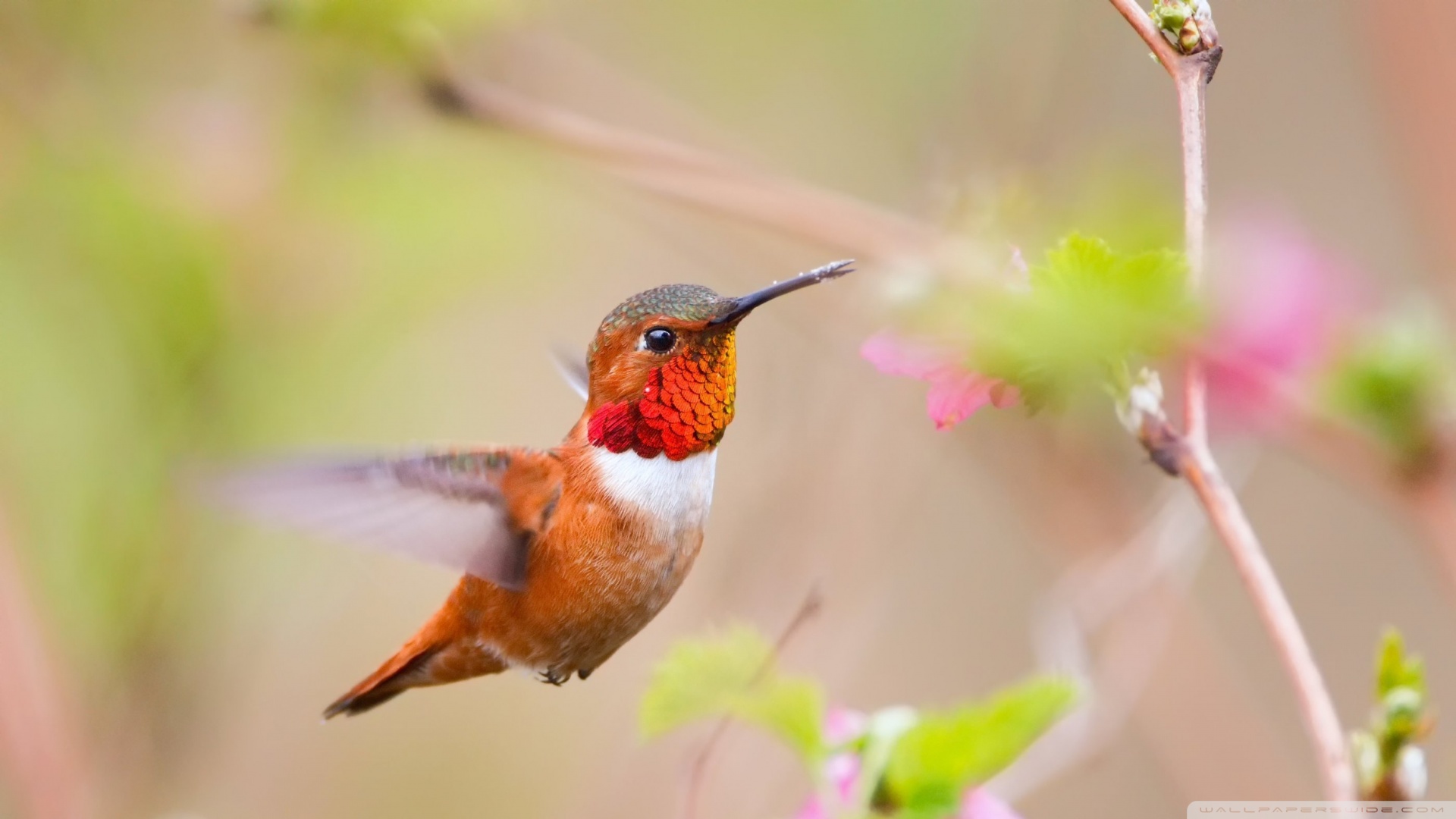 hummingbirds-wallpaper-1920x1080.jpg