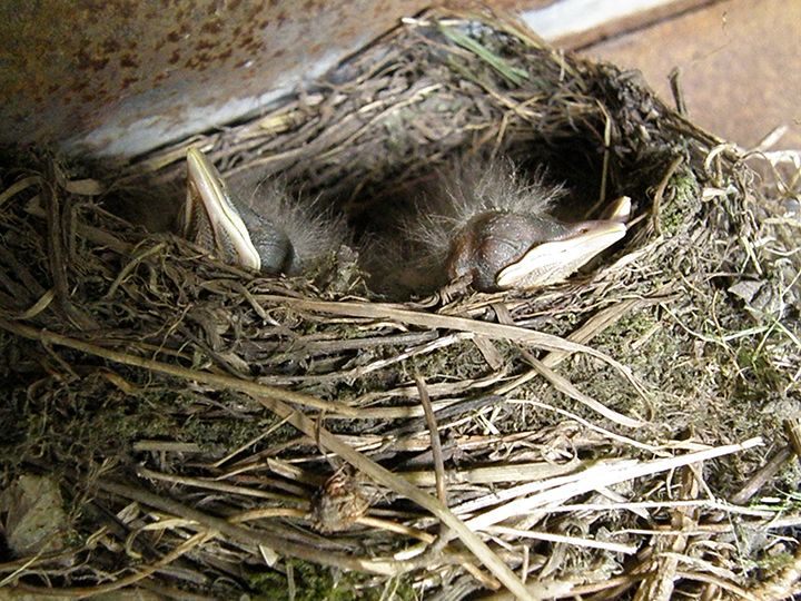 Black chicks sleeping (5) small (2015_09_28 11_13_35 UTC).jpg