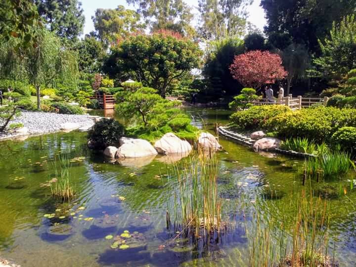 Hidden Treasure In Socal Japanese Garden Long Beach Steemit